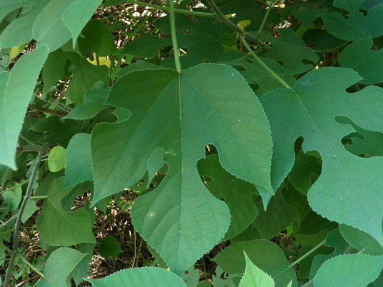 {Broussonetia papyrifera}